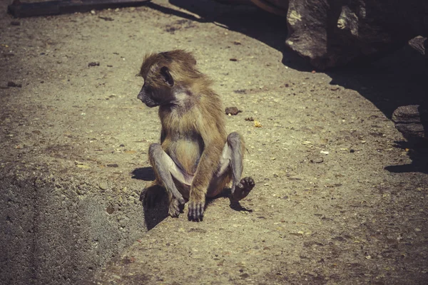 African baboon monkey — Stock Photo, Image