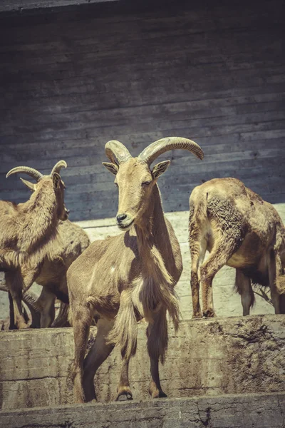 Spanish ibex, group — Stock Photo, Image