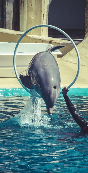 Delfín saltando a través del anillo en la piscina —  Fotos de Stock