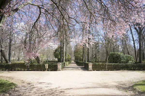 Kirschblüte mit rosa Blütenblättern. — Stockfoto