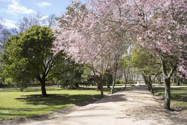 Jaro, podrobnosti o Třešňové květy s krásné růžové okvětní lístky. — Stock fotografie