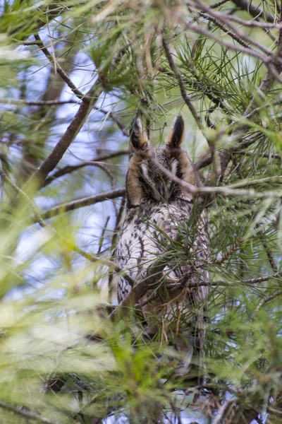隐藏在树枝的猫头鹰 — 图库照片