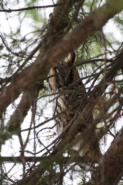 Owl hidden among the branches — Stock Photo, Image