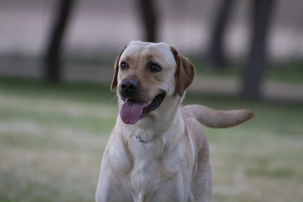 Hnědý labrador v travnaté hřiště — Stock fotografie