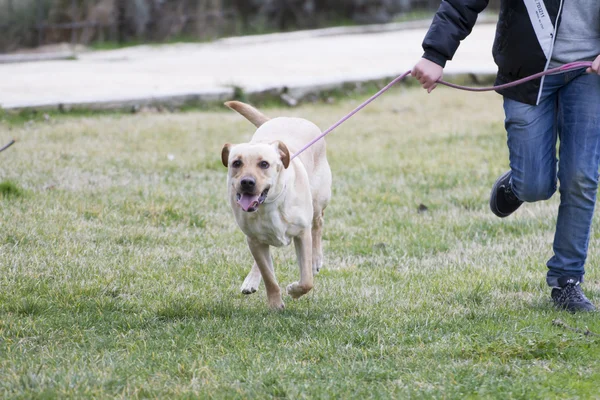 Labrador che gioca in un'erba — Foto Stock