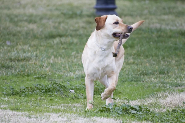 Labrador marrom em um campo de grama — Fotografia de Stock