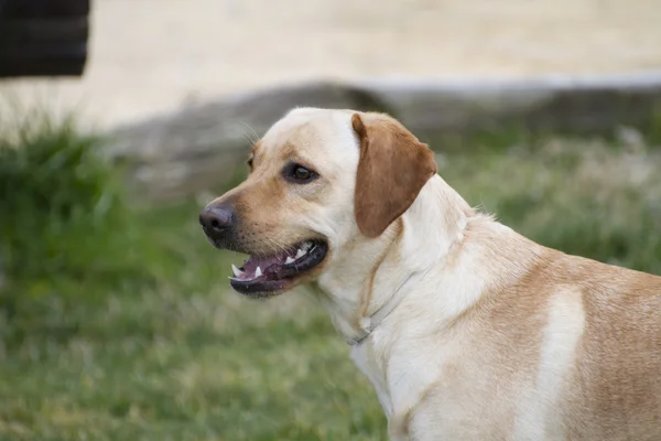 Hnědý labrador v travnaté hřiště — Stock fotografie