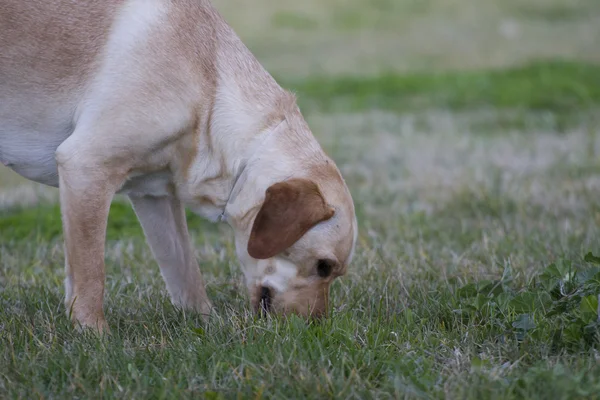 Brązowy labrador w pole trawa — Zdjęcie stockowe