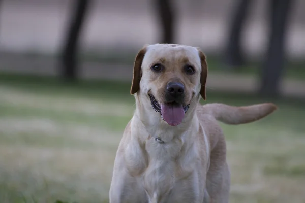 Labrador marrom em um campo de grama — Fotografia de Stock