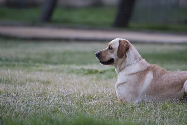 Labrador marrom em um campo de grama — Fotografia de Stock