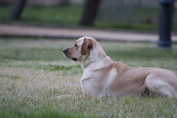 Labrador marrone in un campo di erba — Foto Stock