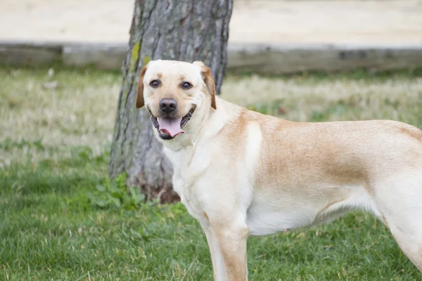 Hnědý labrador v travnaté hřiště — Stock fotografie