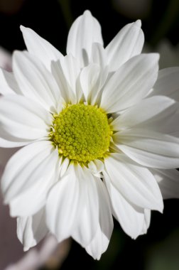 Ben bahar çiçekleri ve papatya ile geniş yaprakları ve canlı renkler,