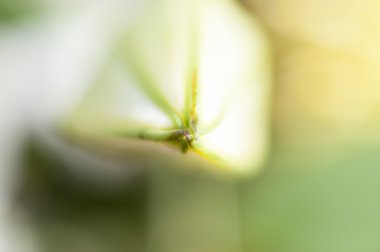 Ben bahar çiçekleri ve papatya ile geniş yaprakları ve canlı renkler,