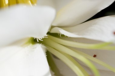 Ben bahar çiçekleri ve papatya ile geniş yaprakları ve canlı renkler,