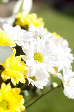 Ben bahar çiçekleri ve papatya ile geniş yaprakları ve canlı renkler,