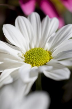 Ben bahar çiçekleri ve papatya ile geniş yaprakları ve canlı renkler,