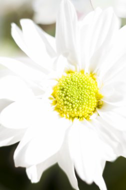 Ben bahar çiçekleri ve papatya ile geniş yaprakları ve canlı renkler,