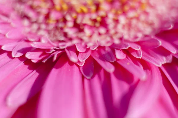 Flor con pétalos grandes — Foto de Stock