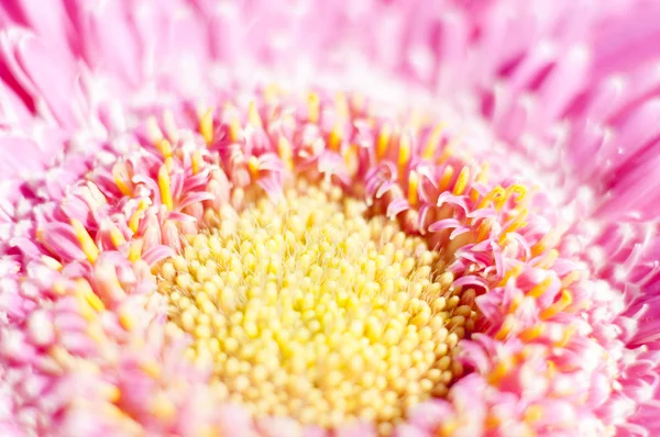 大きな花弁を持つ花は — ストック写真