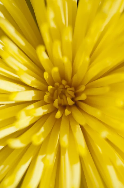 Beautiful yellow flower — Stock Photo, Image