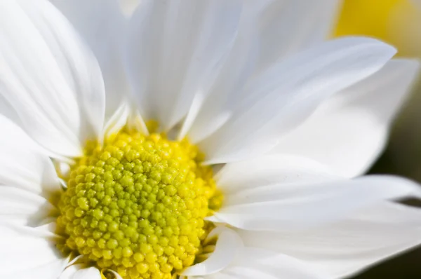 Flowers and daisies with large petals and vivid colors, spring i — Stock Photo, Image