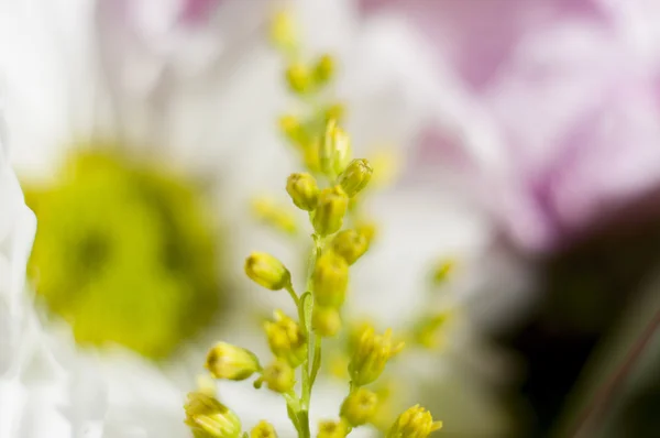 Los estambres y los pistilos de la flor, el fondo de las flores y natur — Foto de Stock