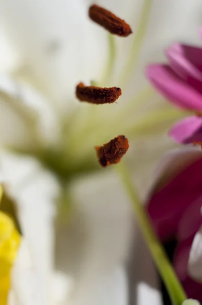 Stamens and pistils of a flower, background of flowers and natur — Stock Photo, Image