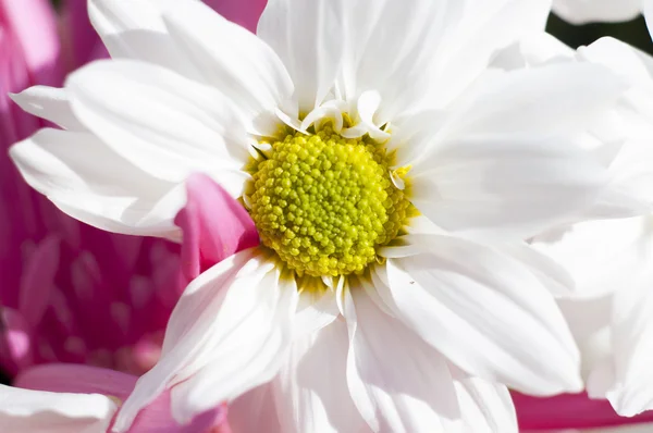 Blumen und Gänseblümchen mit großen Blütenblättern und leuchtenden Farben, — Stockfoto