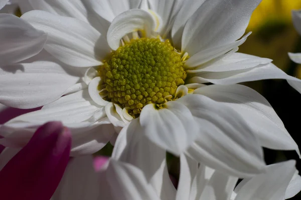 Flores y margaritas con pétalos grandes y colores vivos, primavera i — Foto de Stock