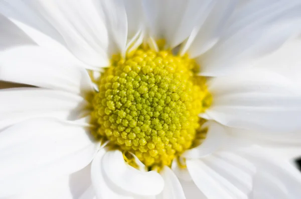 Flores e margaridas com grandes pétalas e cores vivas, primavera i — Fotografia de Stock