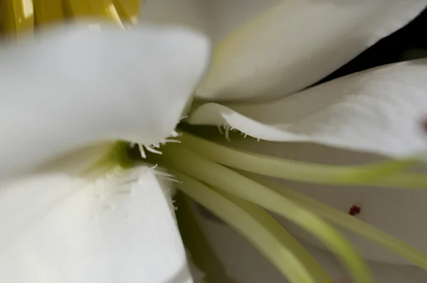 Blumen und Gänseblümchen mit großen Blütenblättern und leuchtenden Farben, — Stockfoto