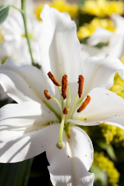 Staubgefäße und Stempel einer Blume, Hintergrund von Blumen und Natur — Stockfoto