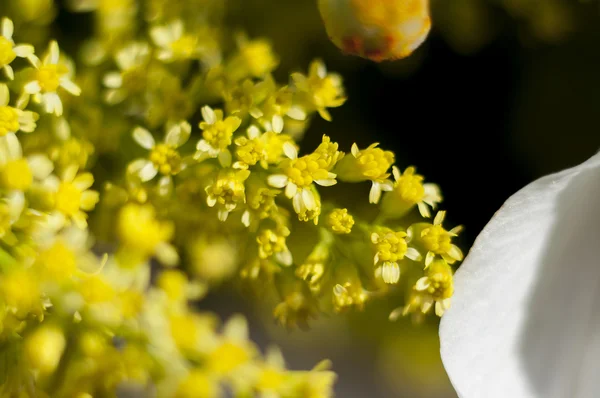 Blomster og tusindfryd med store kronblade og levende farver, forår i - Stock-foto