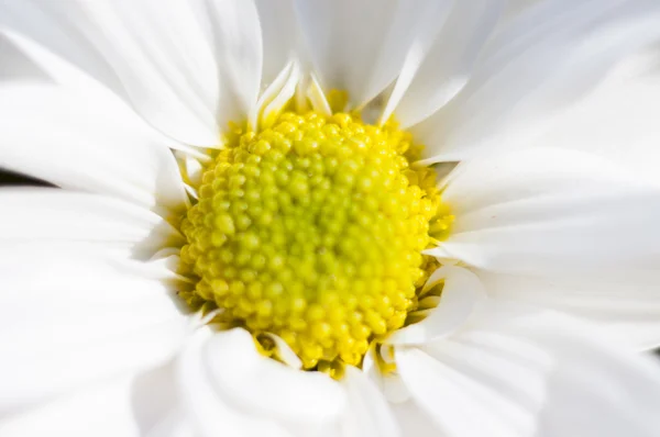 Season, flowers and daisies with large petals and vivid colors, Stock Image