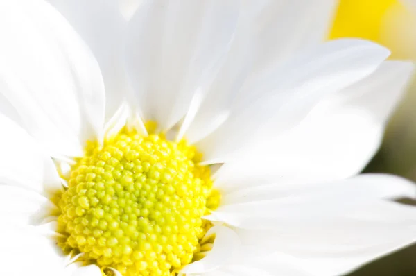 Flowers and daisies with large petals and vivid colors, spring i Stock Image