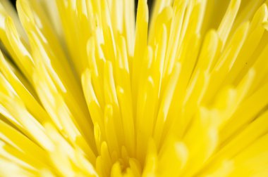 güzel sarı çiçek