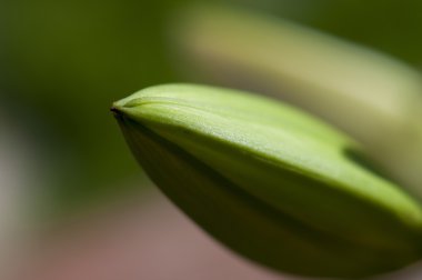 Ben bahar çiçekleri ve papatya ile geniş yaprakları ve canlı renkler,