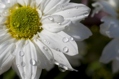 çevre, papatya yaprakları, flowe üzerinde yağmur damlaları ile detay