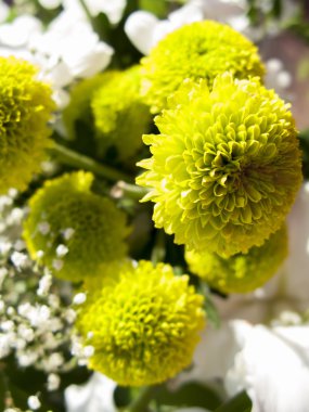 İlkbaharda güzel çiçekler