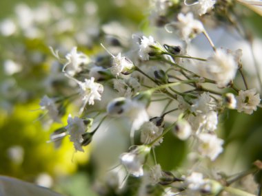 İlkbaharda güzel çiçekler