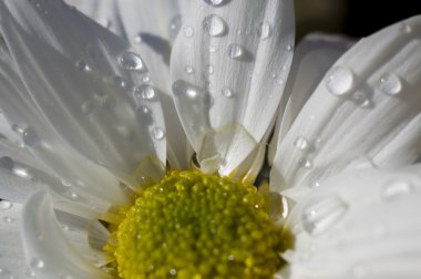 çevre, papatya yaprakları, flowe üzerinde yağmur damlaları ile detay