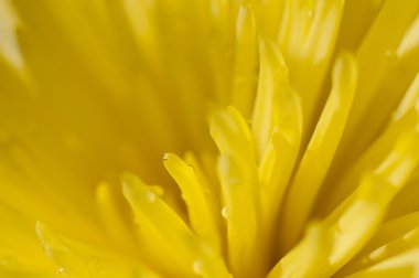 güzel sarı çiçek