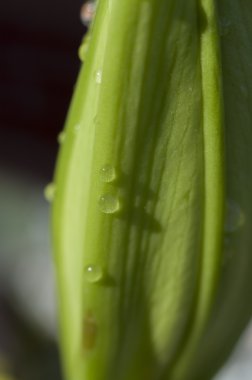 Ben bahar çiçekleri ve papatya ile geniş yaprakları ve canlı renkler,