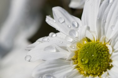 daisy ile birlikte yaprakları üzerinde yağmur damlaları, sp çiçek alanı detay