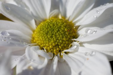 daisy ile birlikte yaprakları üzerinde yağmur damlaları, sp çiçek alanı detay