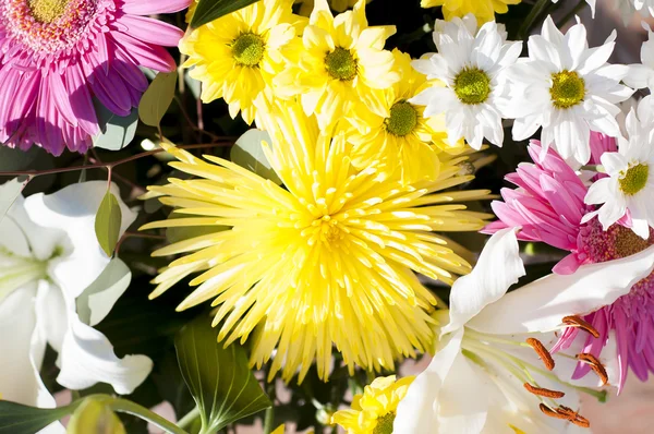 Fleurs et marguerites avec de grands pétales et des couleurs vives, printemps i — Photo