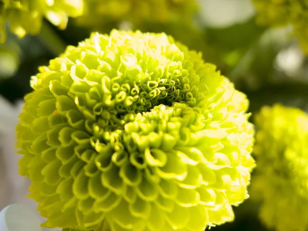 Bloemen en madeliefjes met grote bloemblaadjes en levendige kleuren, spring ik — Stockfoto