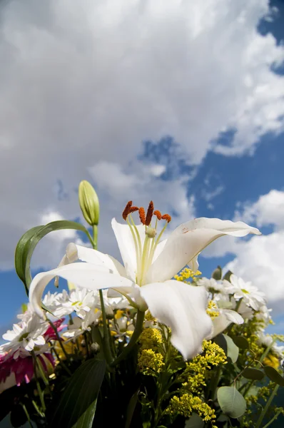 Campo de flores na primavera — Fotografia de Stock