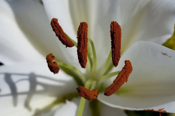 Staubgefäße und Stempel einer Blume, Hintergrund von Blumen und Natur — Stockfoto